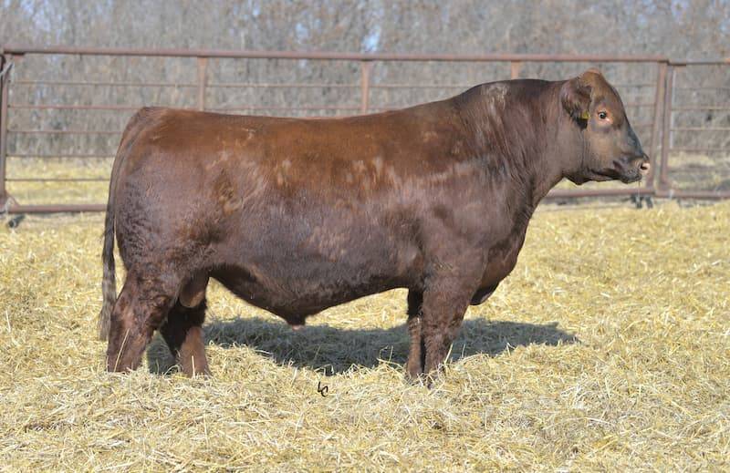 CHURCHILL DESPERADO 029H • Cattle Visions • Premier Multi-Breed